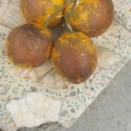 فروش تامسون کنه قرمزدار