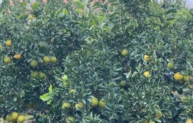 فروش زمین مسکونی 1000 متر در قادی محله