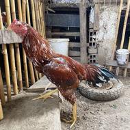 جوجه لاری اصیل