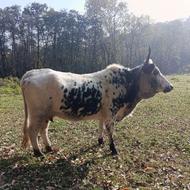 گاو محلی جوان