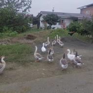 قوغاز نر اکراینی 1 ساله اصل