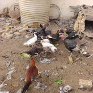 بوقلمون و مرغ محلی