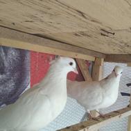 کبوتر سفید کلادار جفت