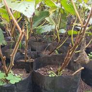 نهال کیوی ترش بدون قلم