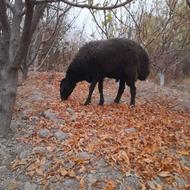 میش وبره بز قوچ