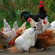 مرغ و خروس محلی