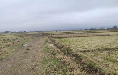 2000 متر زمین مزروعی مناسب کشت کیوی