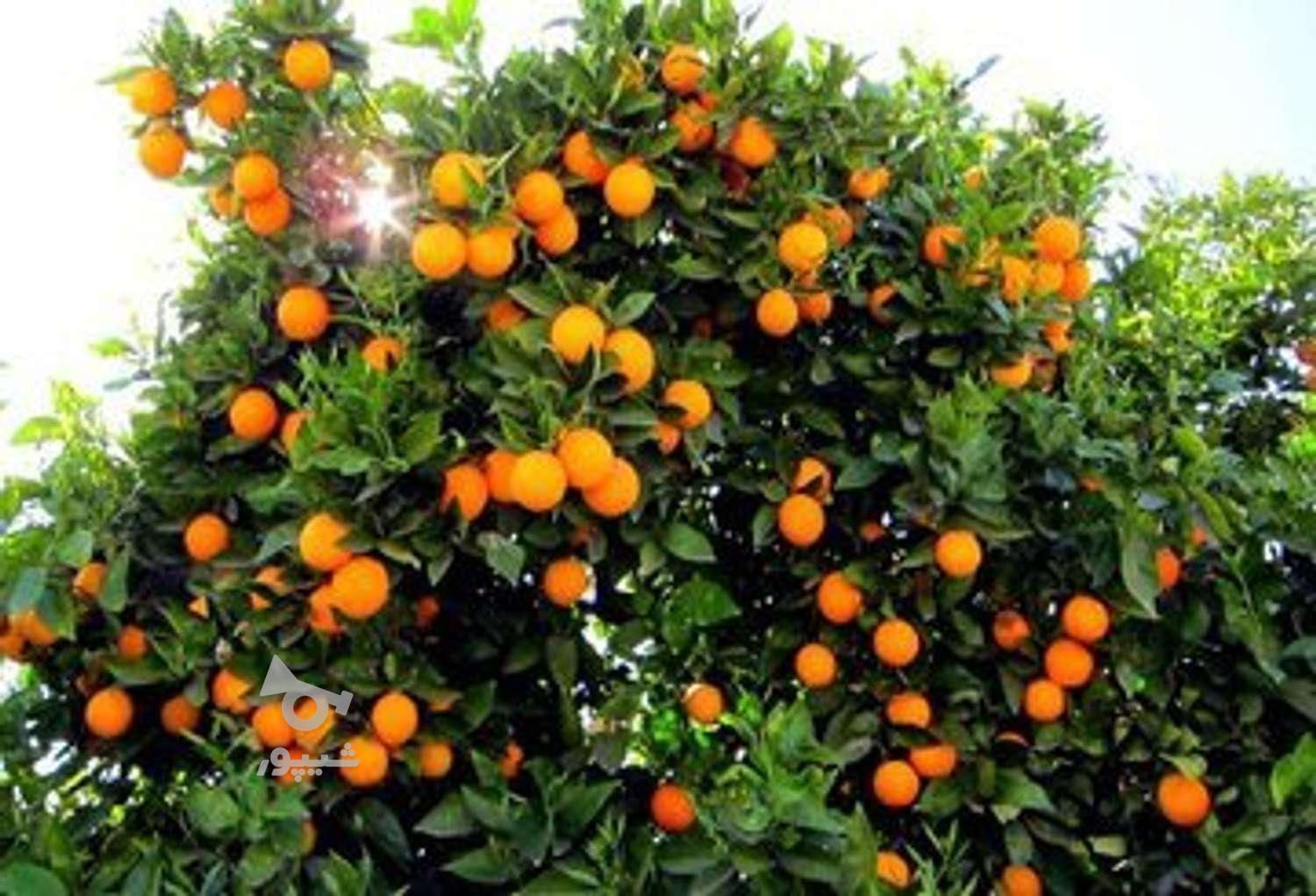 تامسون رسیده سردرخت فله موجود دارم