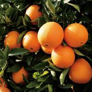 تامسون رسیده سردرخت فله موجود دارم