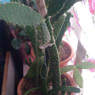 فروش گلهای طبیعی