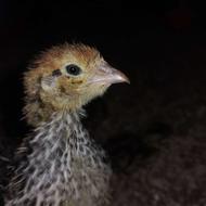 فروش جوجه 15 روزه بلدرچین وفائی