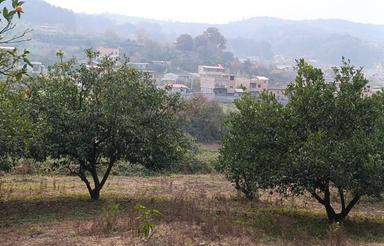 فروش 4000 مترباغ مرکبات ارتفاعات مرمت ساری