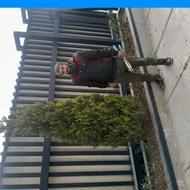 باغبانی و فضای سبز