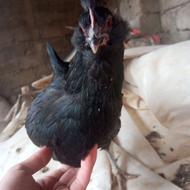 مرغ گلین درجه 1