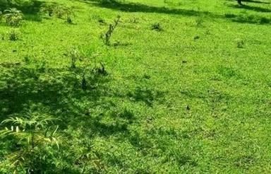 2400 متر امامزاد هاشم روستای گلسرک