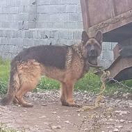 واگذاری سگ ژرمن دست خرسی نژاد