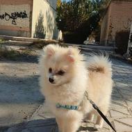 واگذاری سگ پامرین