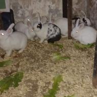 خرگوش نر و مادا