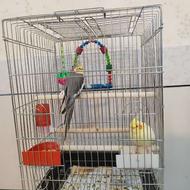 جفت عروس هلندی دستی درجه یک