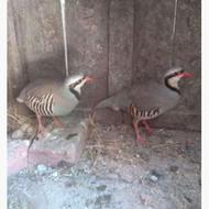 چوکار کبک کوهی کرمانشاهی مولد