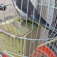 طوطی عروس ماده