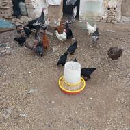 مرغ خروس فروشی