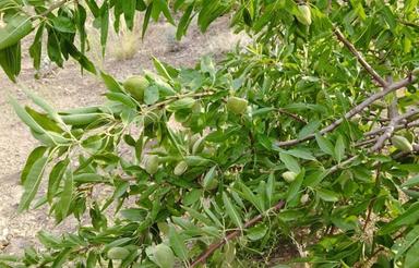 باغچه بادام و گردو در محدوده پل زمانخان