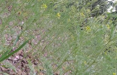 فروش فوری 1000 متر زمین با موقعیت عالی