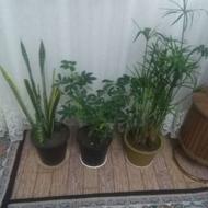 گلهای اپارتمانی