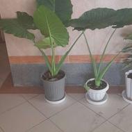 گل باباآدم سایزبزرگ