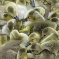 فروش عمده وخرده جوجه غاز 1تا6روزه وبالغ