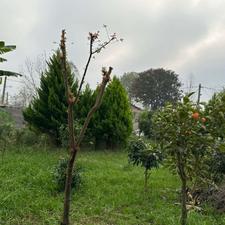 ویلا باغ 1000متری