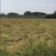 فروش زمین شالیزار در استان گیلان - لنگرود