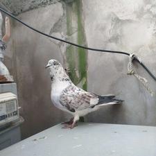 کبوتر کفتر پرشی نر قاره دستقوچی اصیل کله پفکی