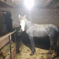 اسب جوان وخوشرنگ