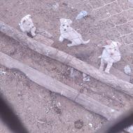 واگذاری 3عدد تؤله سگه پآکؤتآه شبیه به روباه