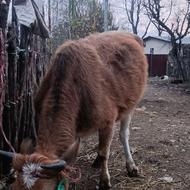 گاو ، گوساله تلم