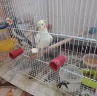 فروش نر وماده عروس هلندی