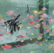 ماهی آنجل ماربل کوی