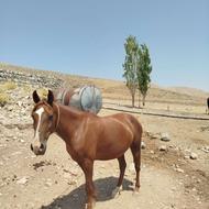 اسب و مادیون