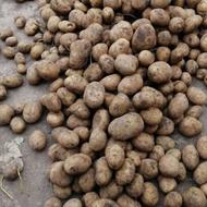 سیب زمینی جیلی و سانتا