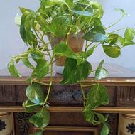 گلهای آپارتمانی