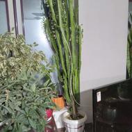 گل برای دکوراسیون