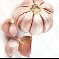 سیر قرمز مخصوص کاشت