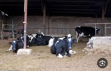 فروش یک عد دامداری در ابتدای جاده یزدی مجتمع دامپروری جهاد گ