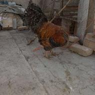 خروس محلی بزرگ