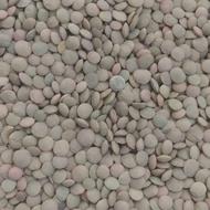 عدس محلی مغان