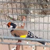 جوجه سهره ..