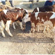 فروش بهترین گوساله های پرواری و داشتی