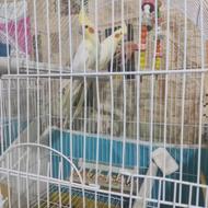 فروش یک جفت عروس هلندی